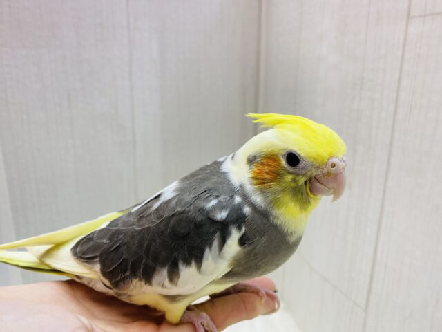 オカメインコ
