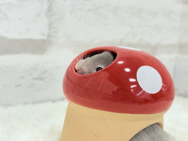 ゴールデンハムスター