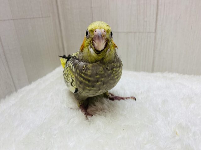オカメインコ