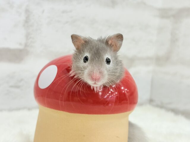 【最新画像更新🪄】ひょっこりボーイ☆セーブルハムスター(男の子) ゴールデンハムスター