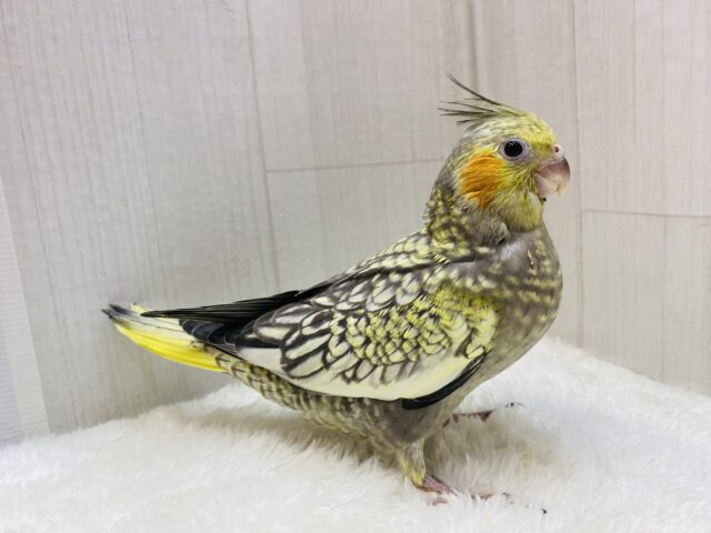 オカメインコ