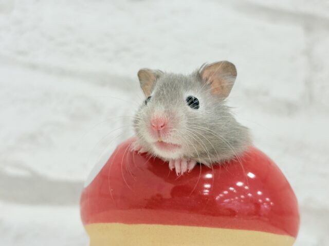 ゴールデンハムスター