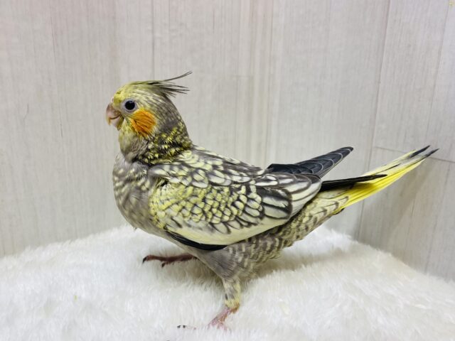 オカメインコ