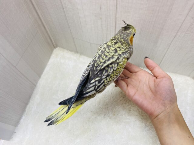 オカメインコ