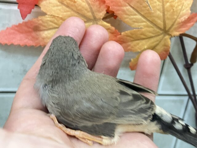 錦花鳥（キンカチョウ）