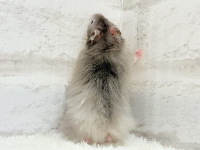 【最新画像更新🪄】ひょっこりボーイ☆セーブルハムスター(男の子) ゴールデンハムスター