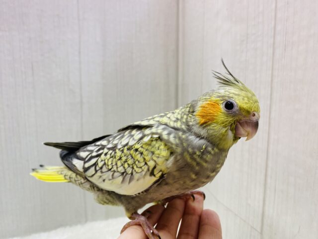 オカメインコ