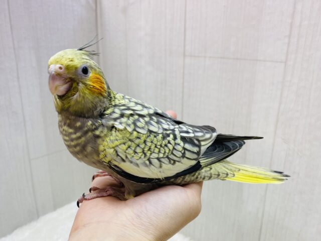オカメインコ
