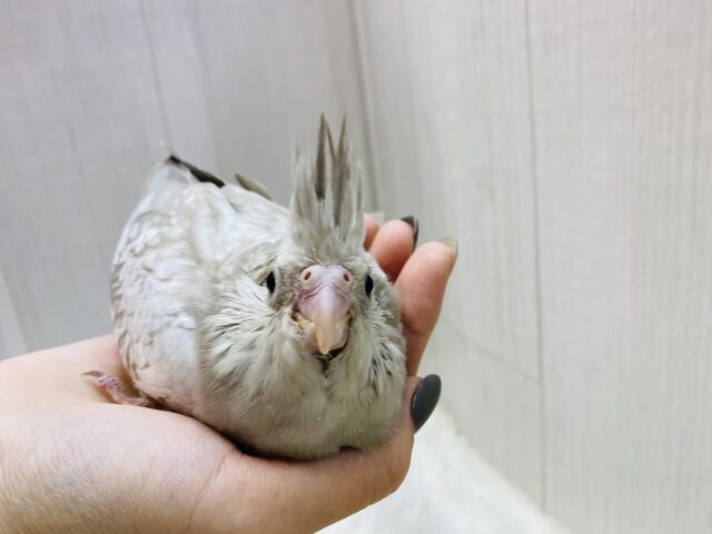 オカメインコ