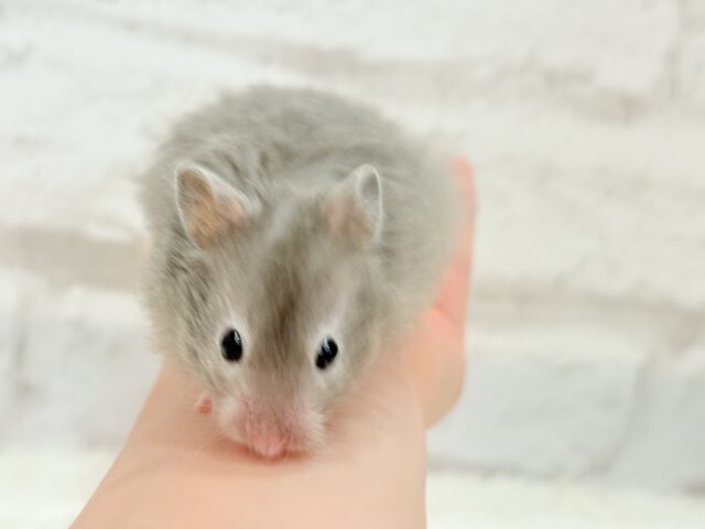 【最新画像更新🪄】ひょっこりボーイ☆セーブルハムスター(男の子) ゴールデンハムスター