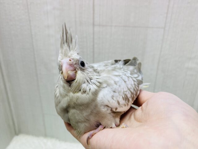 オカメインコ
