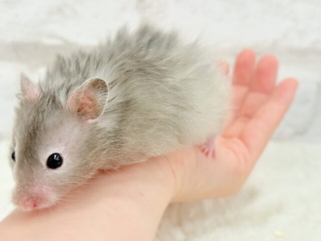 ゴールデンハムスター