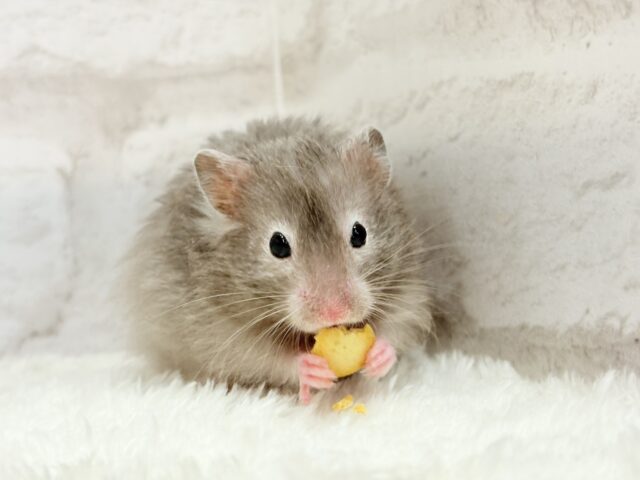 ゴールデンハムスター