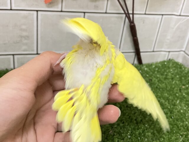 ✨最新画像✨黄金ピカリン🌟⋆꙳おイモだッピ🍠(^³^)セキセイインコ(ダブルファクター/2025年10月生まれ) セキセイインコ