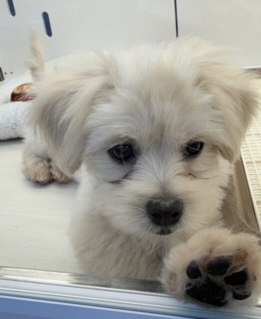 11/28最新📷どすこい体型のペキプーくん☺️ ペキプー