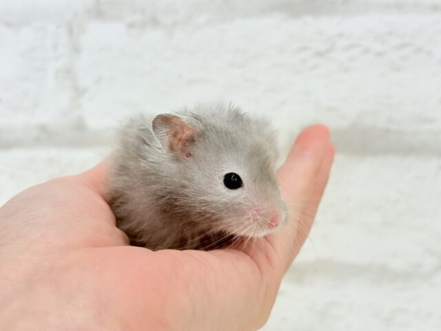 ゴールデンハムスター