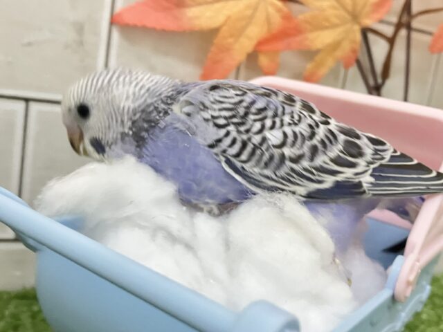 セキセイインコ
