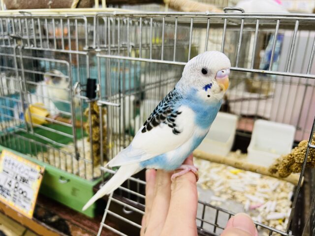 セキセイインコ