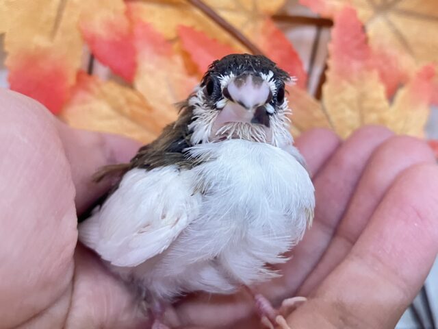 十姉妹（ジュウシマツ）