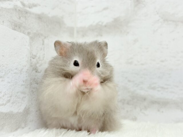 ゴールデンハムスター