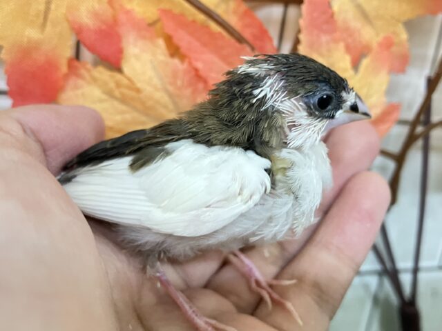 十姉妹（ジュウシマツ）