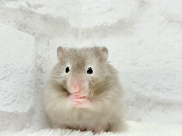 【最新画像更新🪄】ひょっこりボーイ☆セーブルハムスター(男の子) ゴールデンハムスター