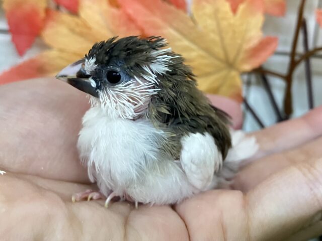 十姉妹（ジュウシマツ）