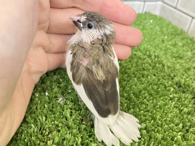 十姉妹（ジュウシマツ）