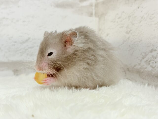 【最新画像更新🪄】ひょっこりボーイ☆セーブルハムスター(男の子) ゴールデンハムスター