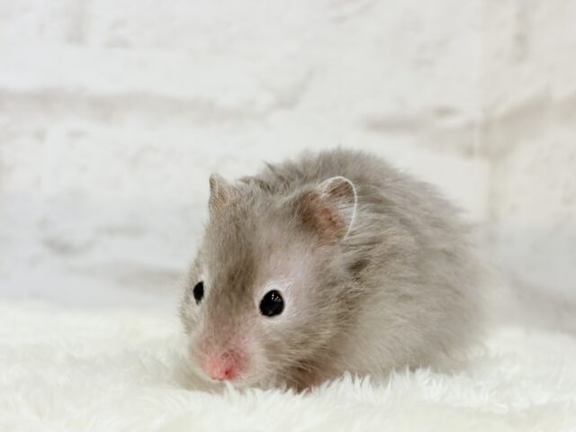 ゴールデンハムスター