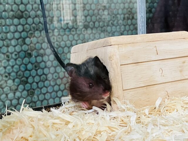 ゴールデンハムスター