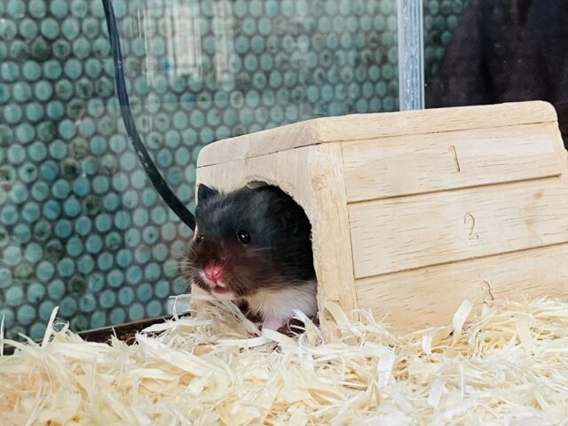 ゴールデンハムスター