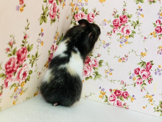 ゴールデンハムスター