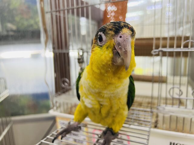 シロハラインコ