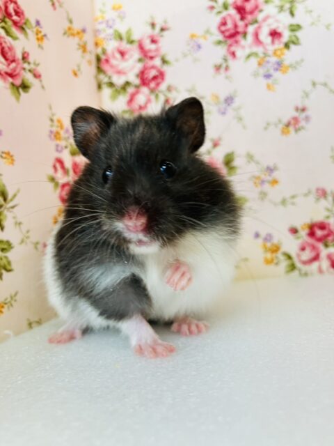 ゴールデンハムスター