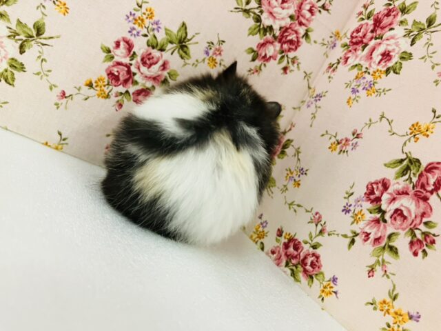 ゴールデンハムスター