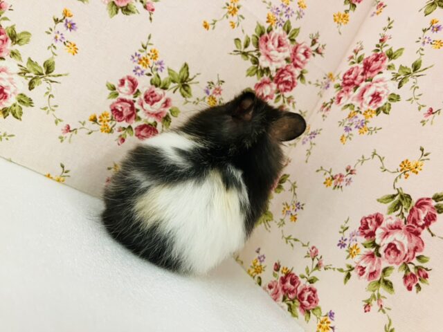 ゴールデンハムスター