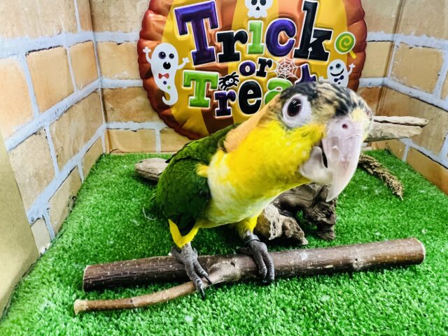 シロハラインコ