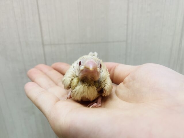 シナモン文鳥