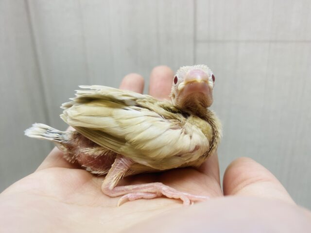 シナモン文鳥