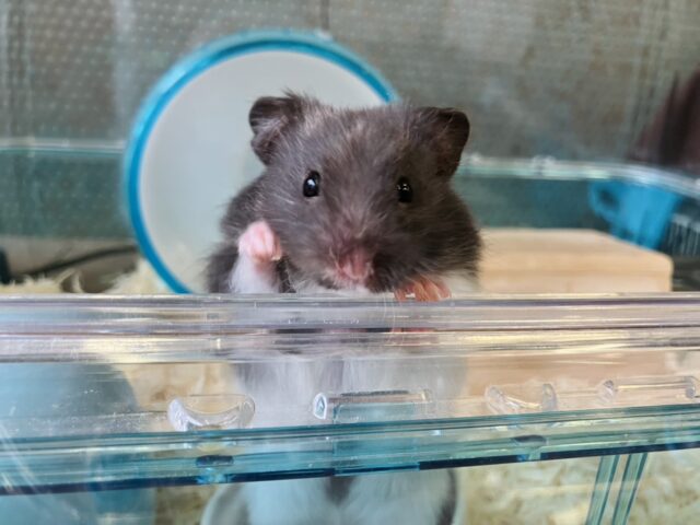 ゴールデンハムスター