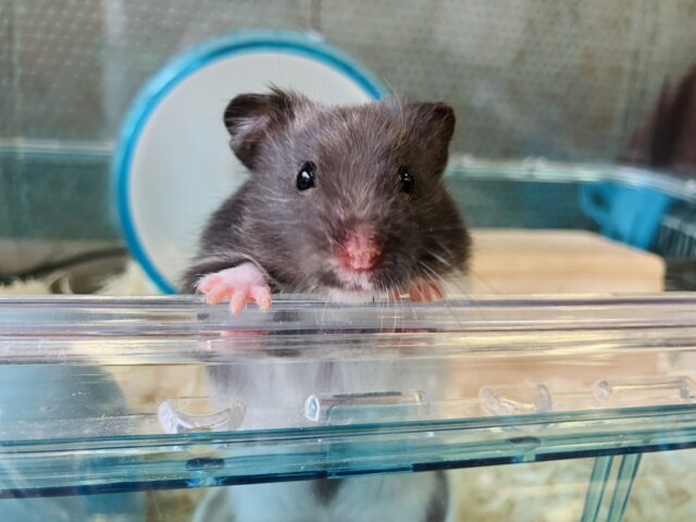 ゴールデンハムスター