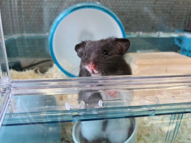 ゴールデンハムスター