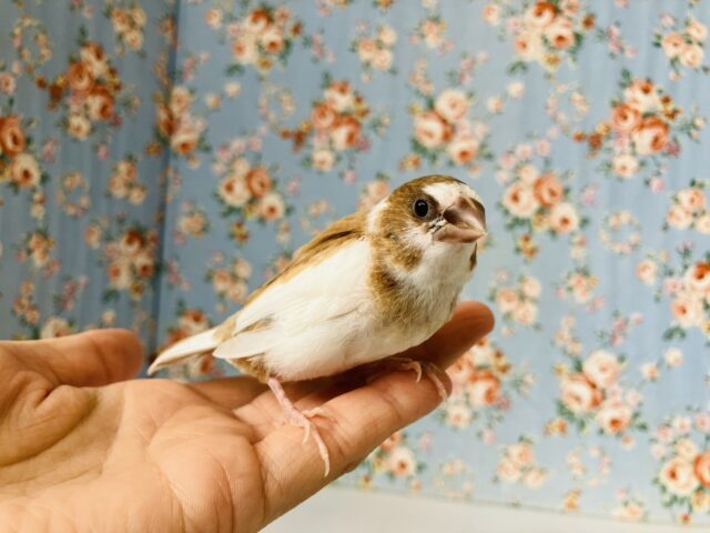 十姉妹（ジュウシマツ）