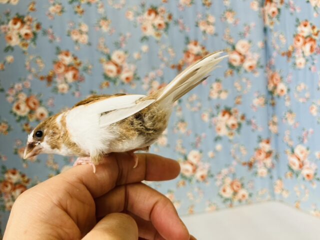 十姉妹（ジュウシマツ）