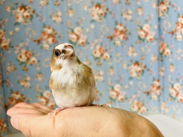 十姉妹（ジュウシマツ）