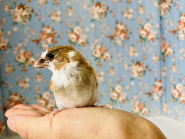 十姉妹（ジュウシマツ）