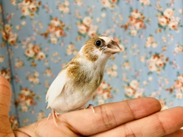 十姉妹（ジュウシマツ）