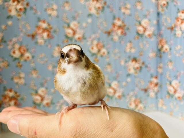 十姉妹（ジュウシマツ）