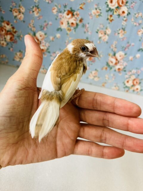 十姉妹（ジュウシマツ）